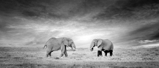 Elephant