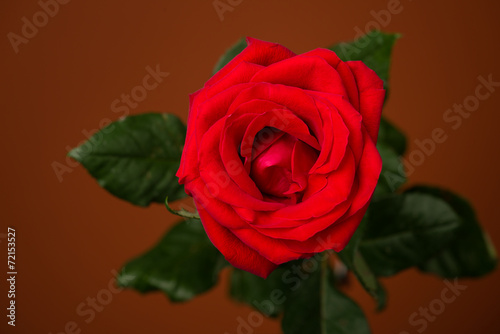 one red rose on brown background