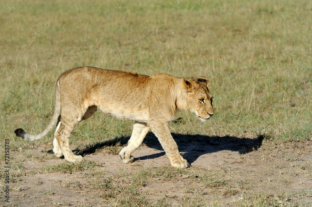 Lion Lion