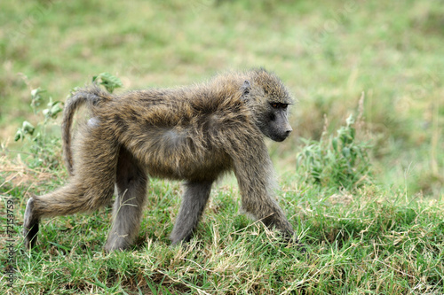 Olive baboon
