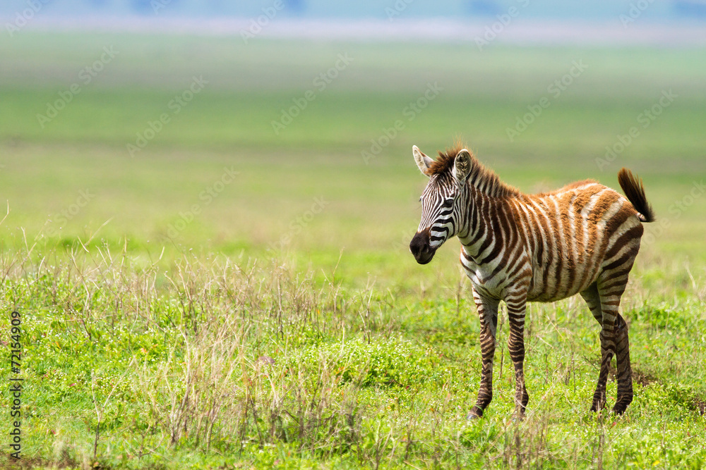 Naklejka premium Zebra