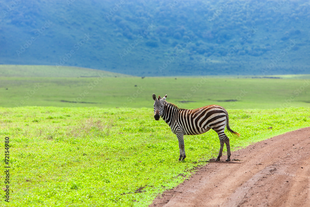 Obraz premium Zebra