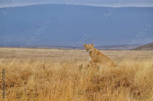 Lonely lioness