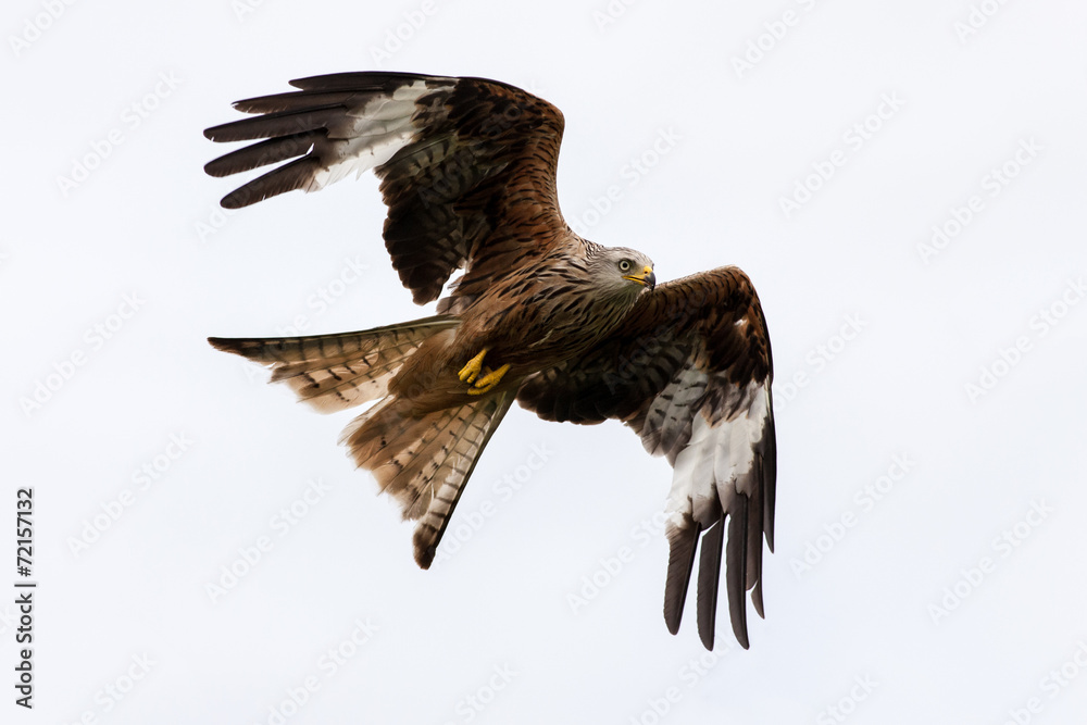 Fototapeta premium Red Kite