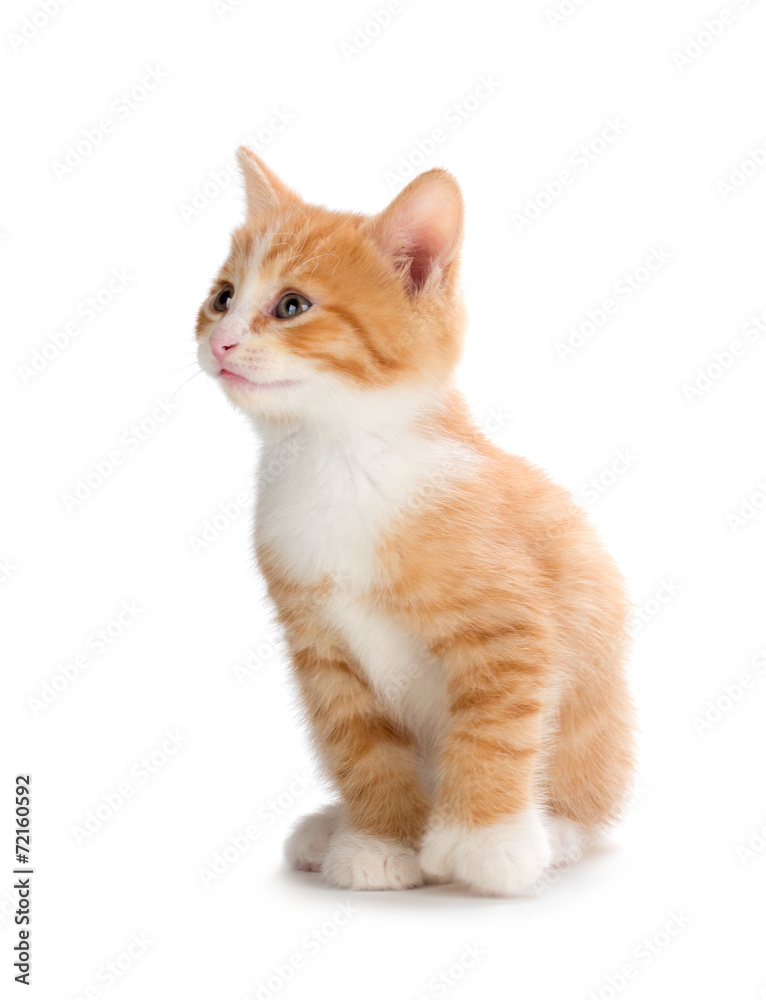 Cute orange kitten looking up on a white background. Cute orange kitten looking up on a white background.