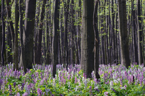 Fototapeta Naklejka Na Ścianę i Meble -  Flowers in the Forest