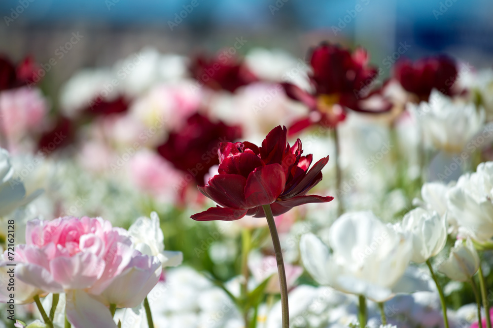 Fototapeta premium flowerbed with colorful flowers