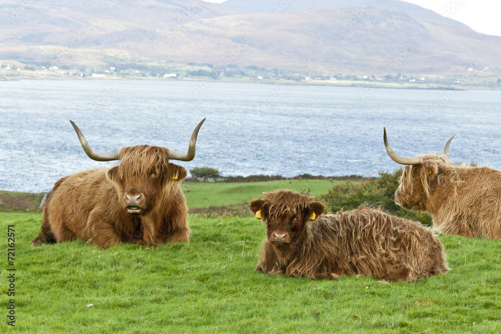 Highland cattle mother and calf Highland cattle mother and calf