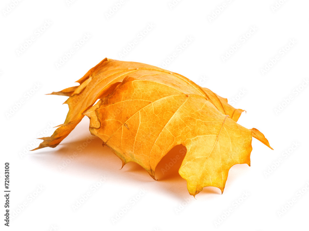 Naklejka premium Autumn maple branch with leaves isolated on a white background