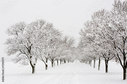 Tree lined road in a snow storm