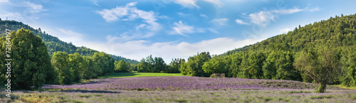 Lavender field in Provence