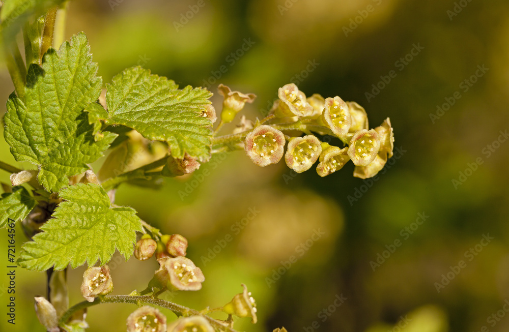 Fototapeta premium the blackcurrant flowers photographed by a close up. small depth of sharpness