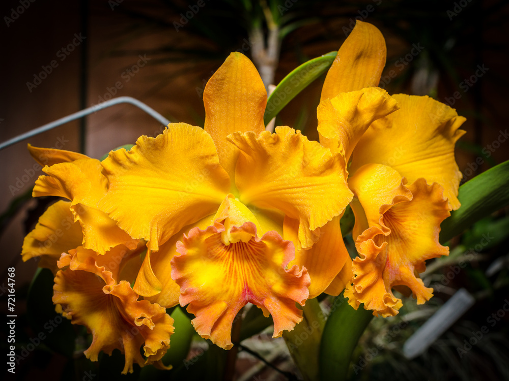 Fototapeta premium orquideas