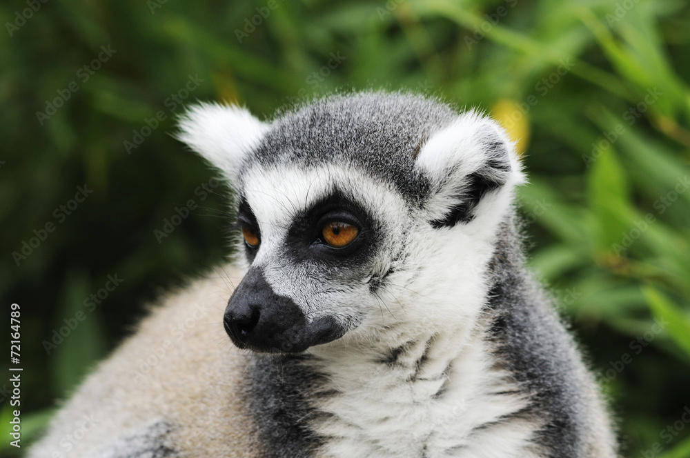 Obraz premium Lemure
