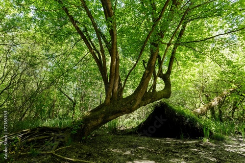 Spring forest