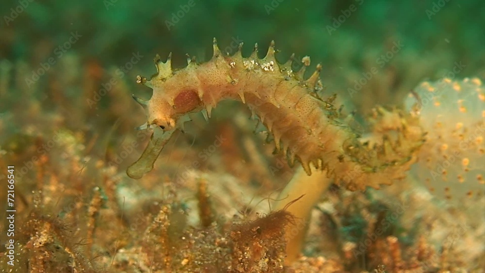 Thorny Seahorse Thorny Seahorse