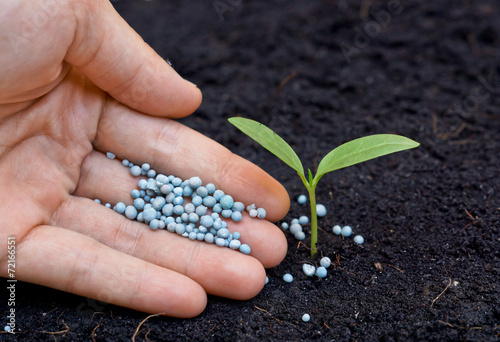 a hand giving fertilizer to a young plant