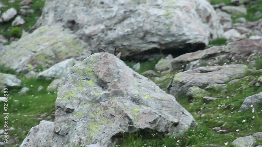 Brown mountain goat running up the hill, scared, wild animal Brown mountain goat running up the hill, scared, wild animal