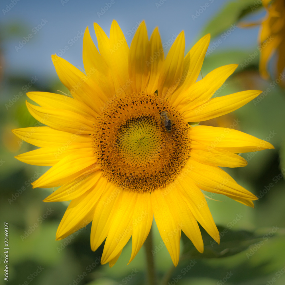 Sunflower