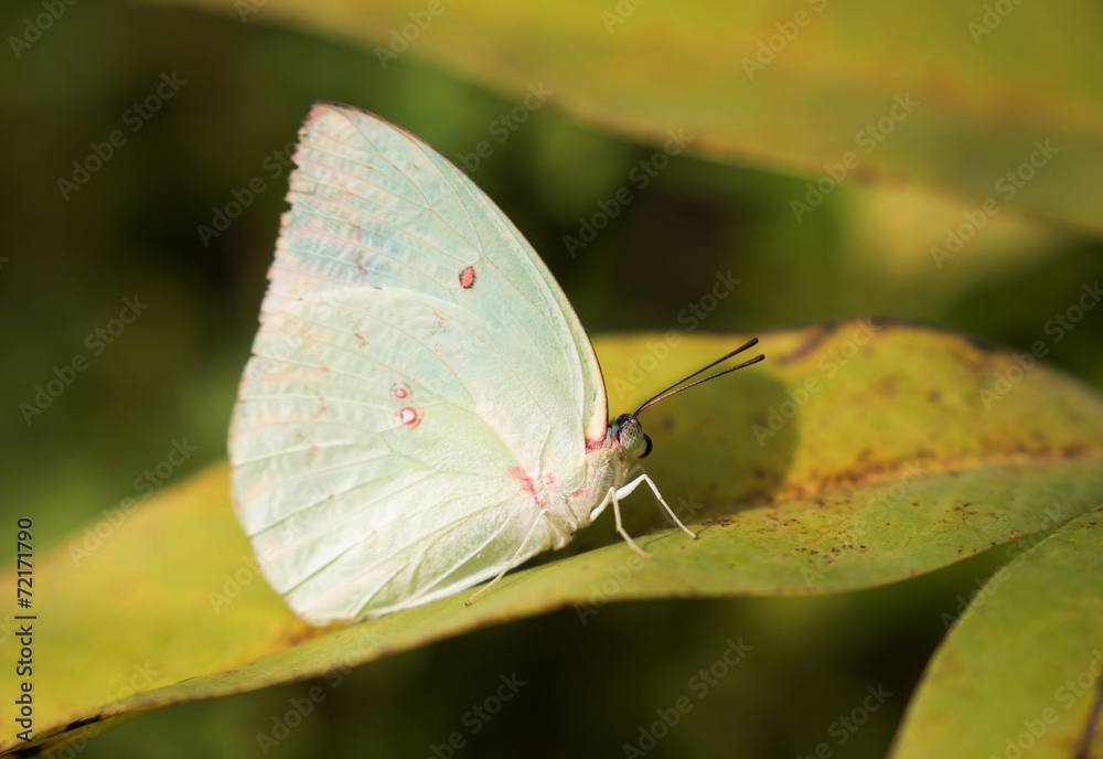 Colorful butterflies feeding on nectar from flowers Colorful butterflies feeding on nectar from flowers