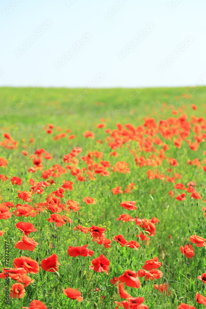 Beautiful poppy flowers in the field