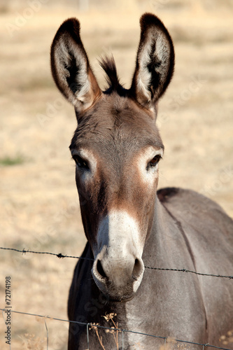 Funny donkey looking at camera © Gelpi