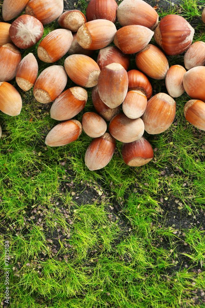 Hazelnuts on green grass background Hazelnuts on green grass background