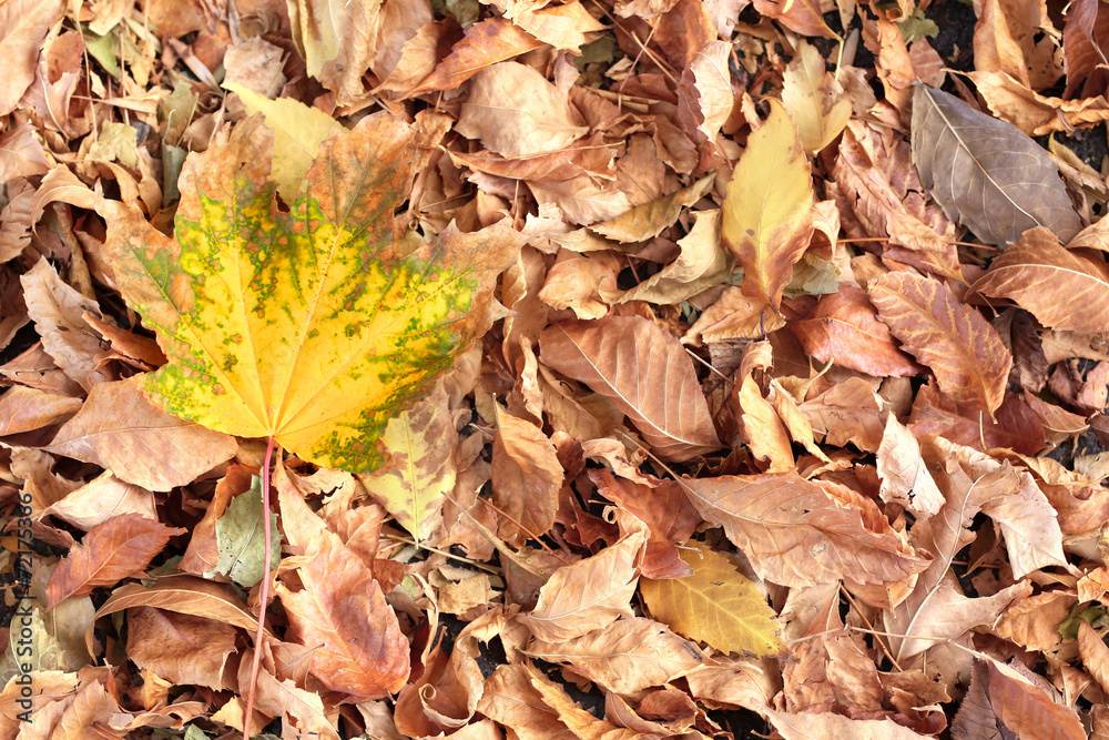 Beautiful autumn leaves