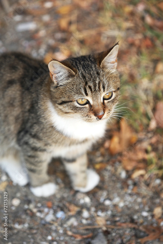 Wallpaper Mural Cat outdoors Torontodigital.ca