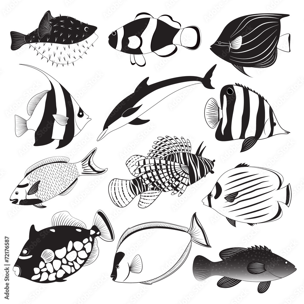 Fototapeta premium Marine Fish Collection