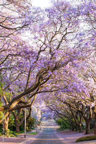 Blooming jacaranda trees lining the street in South Africa's cap