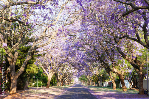 Jacaranda tree-lined street in South Africa's capital city photo