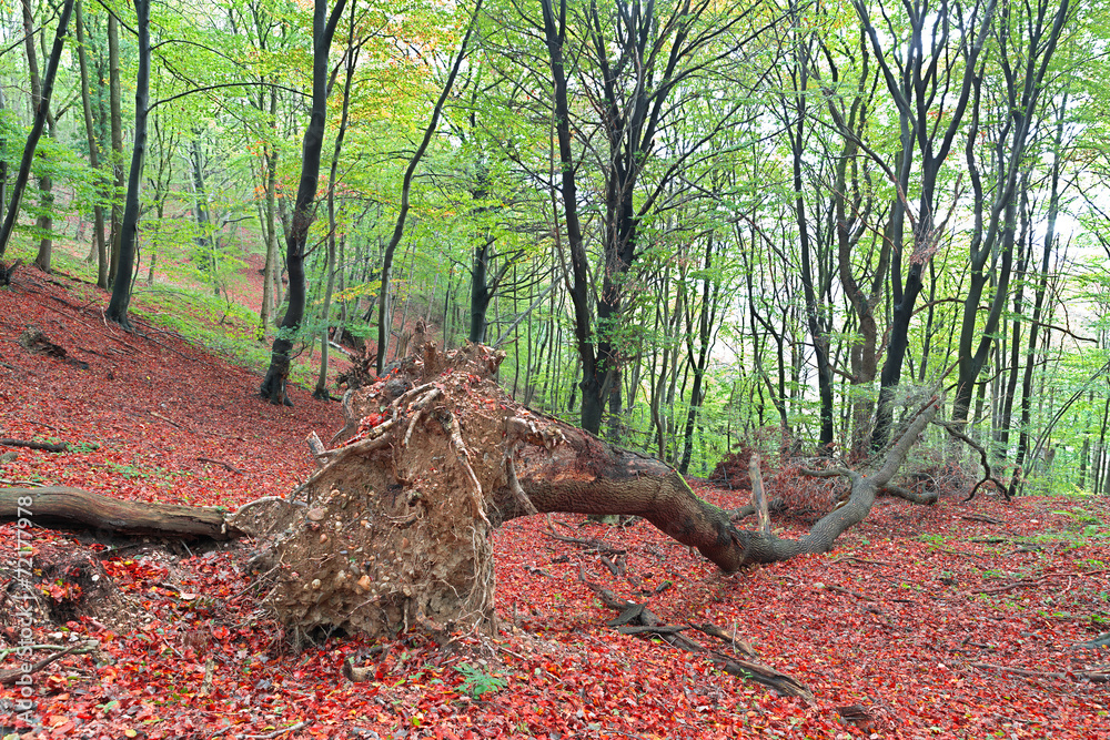 Fallen Fallen