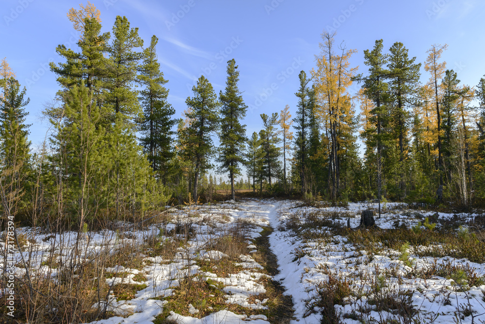 scenic forest landscape in autumn in the Russian taiga