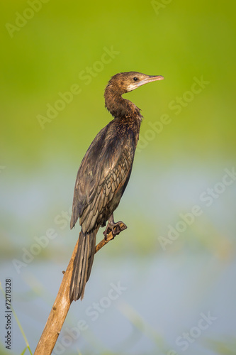 Portrait of Little cormorant (Microcarbo niger) © kajornyot