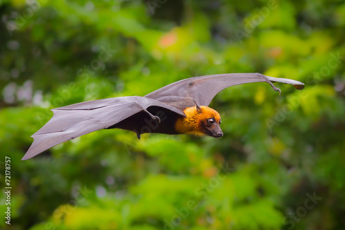 Flying male Lyle's flying fox (Pteropus lylei)
