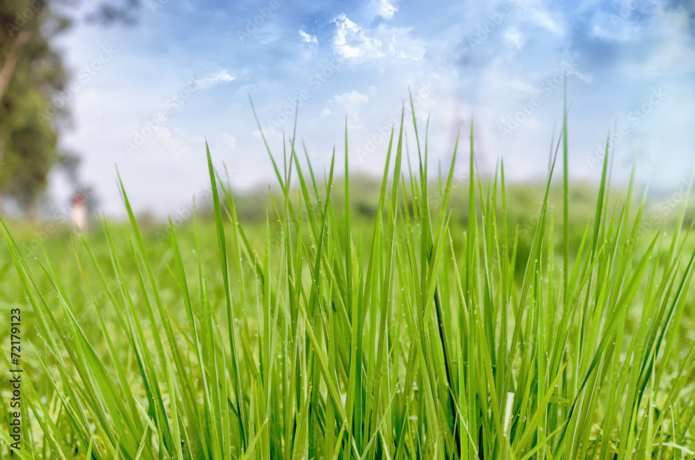 spring autumn grass foliage spring autumn grass foliage