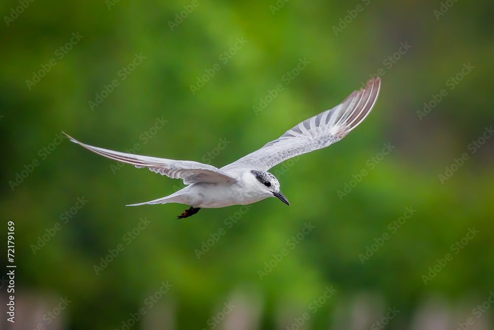 Little tern(Sternula albifrons) is flying Little tern(Sternula albifrons) is flying
