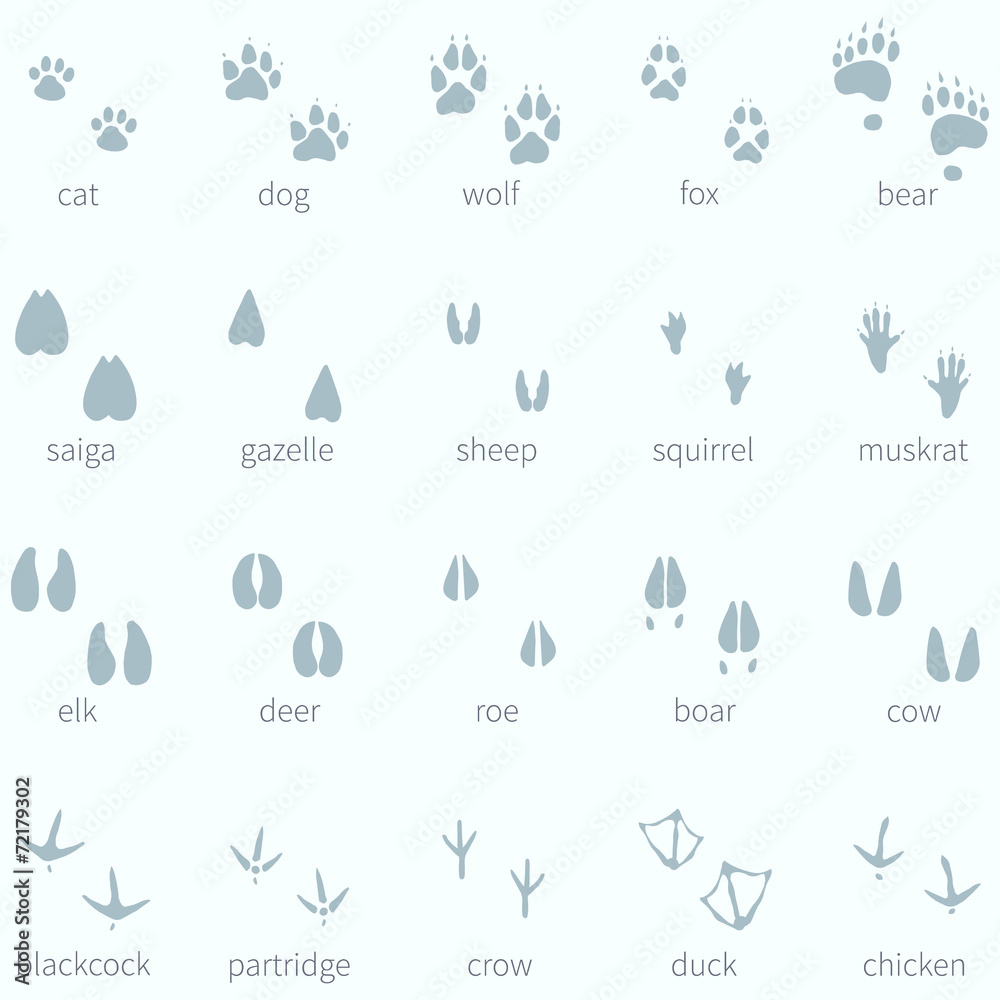 Fototapeta premium Vector Set of Animals Footprint in the Snow