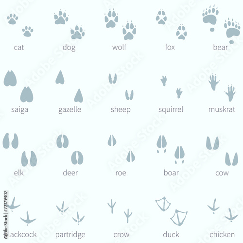 Vector Set of Animals Footprint  in the Snow