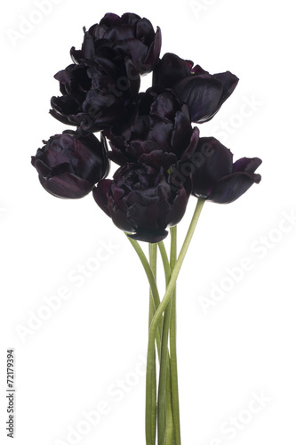 Fototapeta Naklejka Na Ścianę i Meble -  tulip