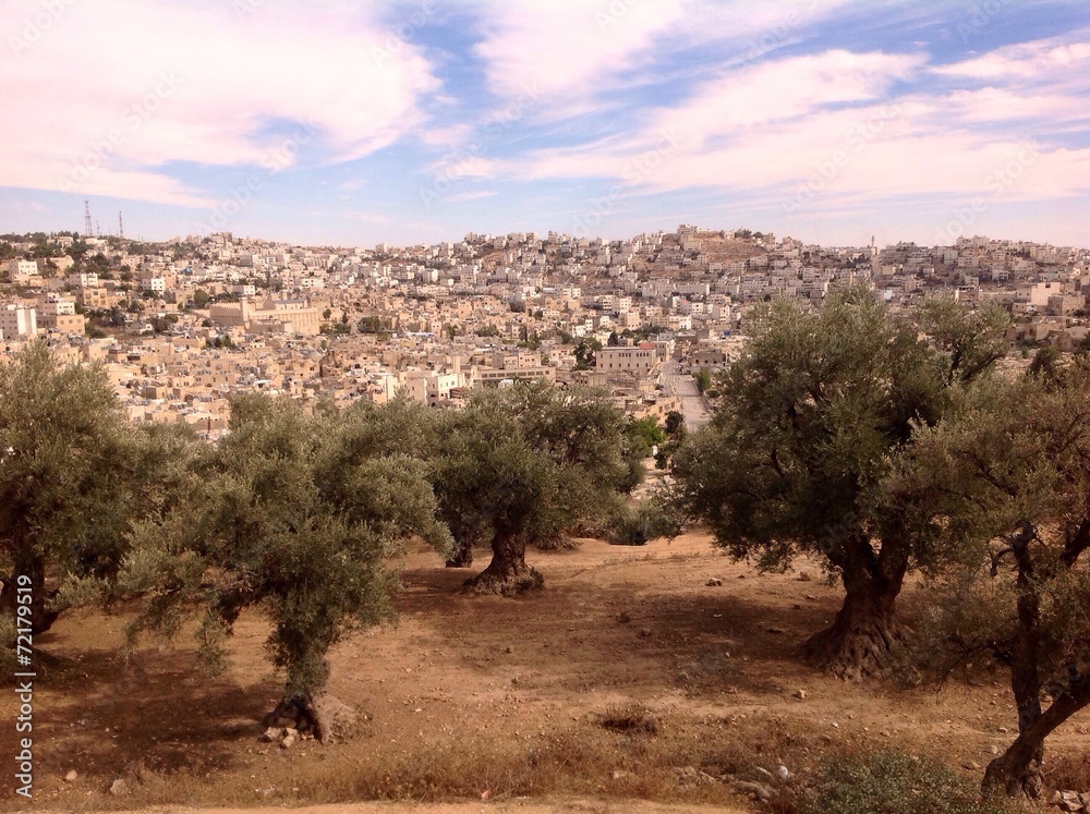old olives in Hebron, Palestine