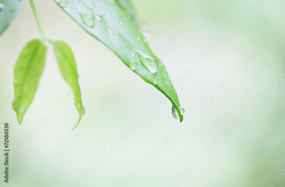 Obraz premium Water drop on Wrightia religiosa leaf