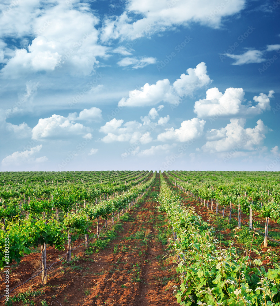 Vineyard Vineyard