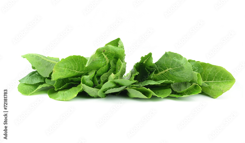 fresh lettuce leaves isolated on white fresh lettuce leaves isolated on white