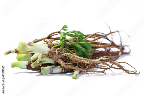 Fresh Dong Quai root, Chinese  herbal medicine.