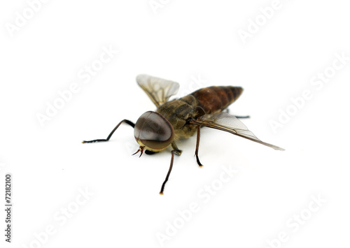 fly on a white background © evegenesis
