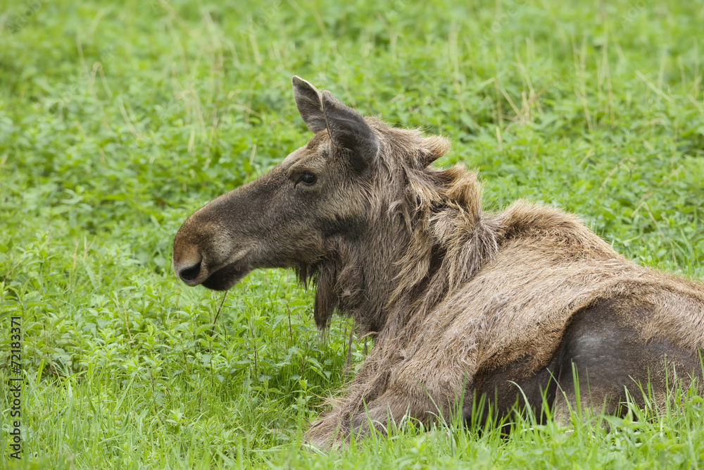 Moose, Alces alces Moose, Alces alces