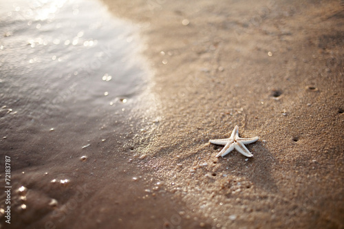 Starfish and a wave