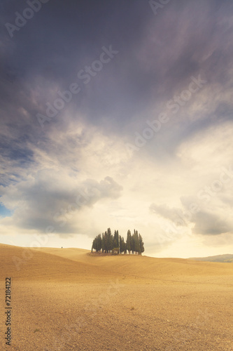 Famous cypress trees in Tuscany  Italy